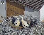 Capi_Dubne_20260618_072003.jpg