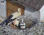 Capi_Dubne_20260618_073502.jpg