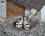 Capi_Dubne_20260618_075004.jpg