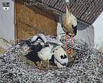 Capi_Dubne_20260618_075503.jpg