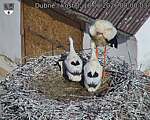 Capi_Dubne_20260618_080003.jpg