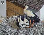 Capi_Dubne_20260618_080502.jpg