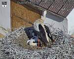 Capi_Dubne_20260618_081503.jpg