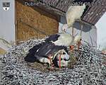 Capi_Dubne_20260618_082004.jpg
