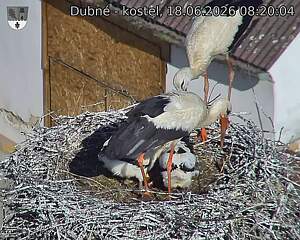 Capi_Dubne_20260618_082004.jpg (1350&nbsp;x&nbsp;1080)