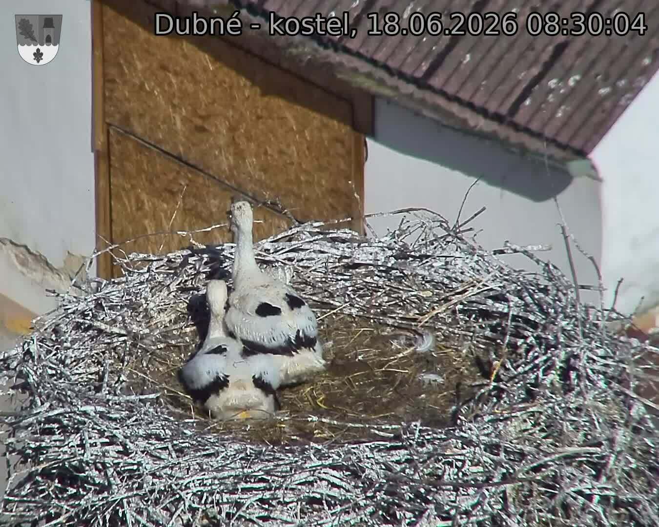 Capi_Dubne_20260618_083004.jpg (1350&nbsp;x&nbsp;1080)