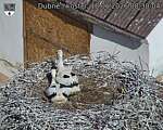 Capi_Dubne_20260618_083004.jpg