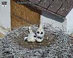 Capi_Dubne_20260618_090503.jpg