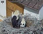 Capi_Dubne_20260618_104503.jpg