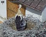 Capi_Dubne_20260618_105502.jpg
