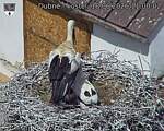Capi_Dubne_20260618_110002.jpg