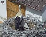 Capi_Dubne_20260618_112003.jpg