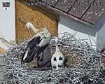Capi_Dubne_20260618_112502.jpg