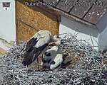 Capi_Dubne_20260618_113002.jpg