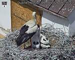 Capi_Dubne_20260618_113503.jpg