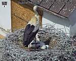 Capi_Dubne_20260618_114003.jpg