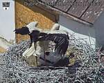 Capi_Dubne_20260618_121002.jpg