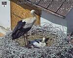 Capi_Dubne_20260618_122003.jpg
