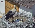 Capi_Dubne_20260618_122502.jpg