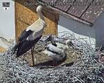 Capi_Dubne_20260618_123003.jpg