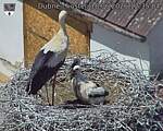 Capi_Dubne_20260618_123504.jpg