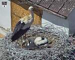 Capi_Dubne_20260618_124004.jpg