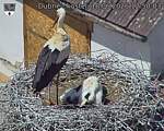 Capi_Dubne_20260618_125003.jpg