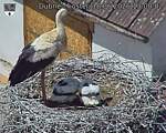 Capi_Dubne_20260618_130002.jpg