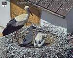 Capi_Dubne_20260618_130503.jpg