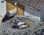 Capi_Dubne_20260618_131002.jpg
