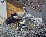 Capi_Dubne_20260618_131503.jpg
