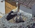 Capi_Dubne_20260618_132003.jpg