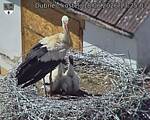 Capi_Dubne_20260618_132503.jpg