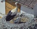 Capi_Dubne_20260618_133003.jpg