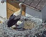 Capi_Dubne_20260618_133503.jpg