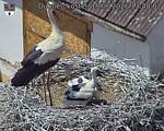 Capi_Dubne_20260618_134002.jpg