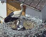 Capi_Dubne_20260618_135003.jpg