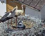 Capi_Dubne_20260618_140004.jpg
