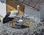 Capi_Dubne_20260618_140502.jpg