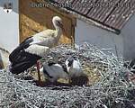 Capi_Dubne_20260618_141003.jpg