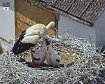 Capi_Dubne_20260618_141502.jpg