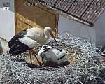 Capi_Dubne_20260618_142002.jpg