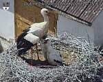 Capi_Dubne_20260618_142503.jpg