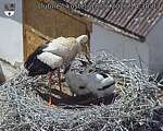Capi_Dubne_20260618_143003.jpg