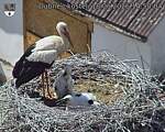 Capi_Dubne_20260618_145004.jpg