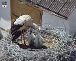 Capi_Dubne_20260618_150004.jpg