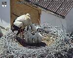 Capi_Dubne_20260618_150503.jpg