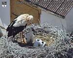Capi_Dubne_20260618_151002.jpg