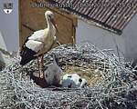 Capi_Dubne_20260618_151503.jpg