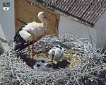 Capi_Dubne_20260618_152003.jpg